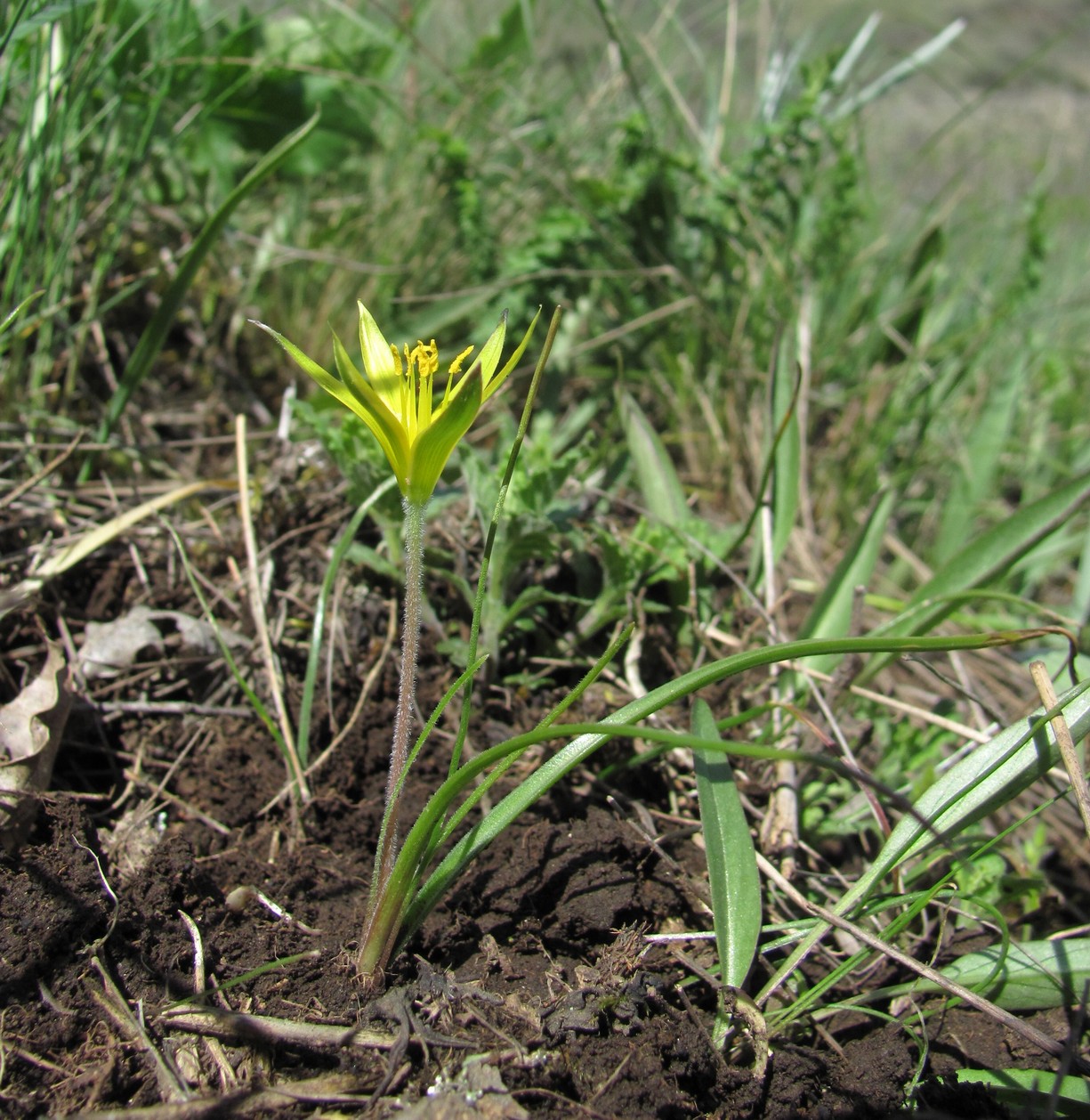 Image of genus Gagea specimen.
