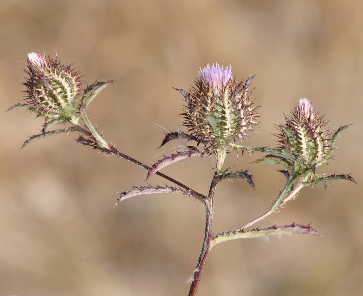 Image of Atractylis cancellata specimen.