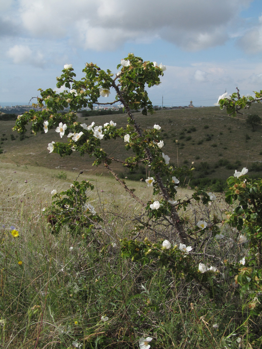 Image of Rosa turcica specimen.