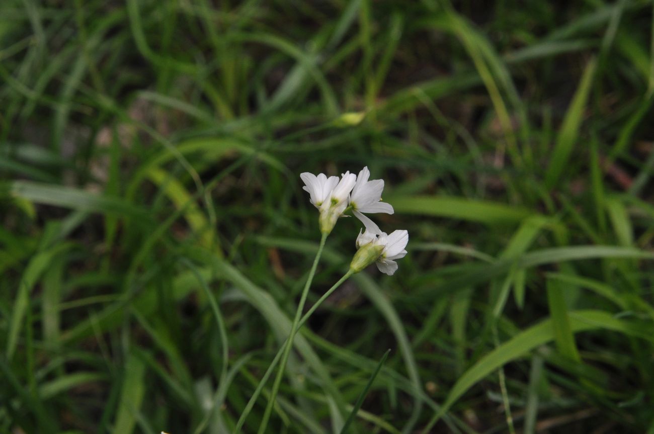 Изображение особи Allium zebdanense.