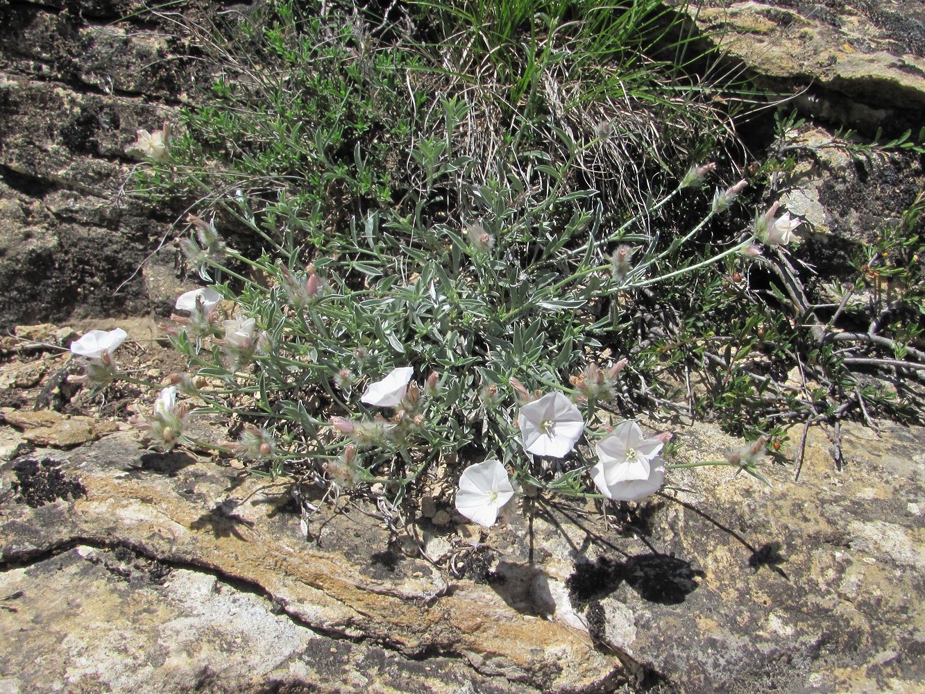 Image of Convolvulus ruprechtii specimen.