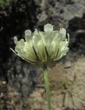 Scabiosa ochroleuca. Верхушка побега с соцветием. Дагестан, Кумторкалинский р-н, хр. Нарат-Тюбе, редколесье на склоне. 31 мая 2019 г.