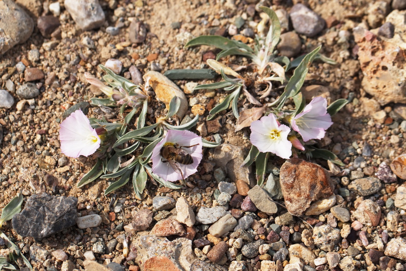 Image of Convolvulus lineatus specimen.