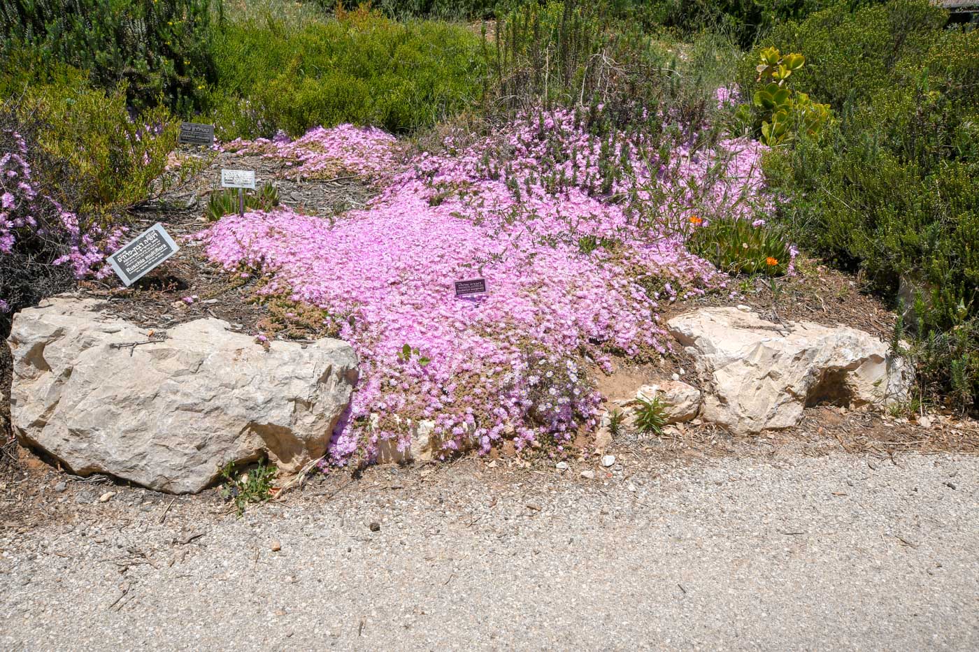 Изображение особи Drosanthemum floribundum.