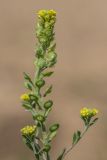 Alyssum turkestanicum variety desertorum. Верхушка цветущего и плодоносящего растения. Ростовская обл., Аксайский р-н, окр. хут. Александровка, степной склон. 28.04.2019.