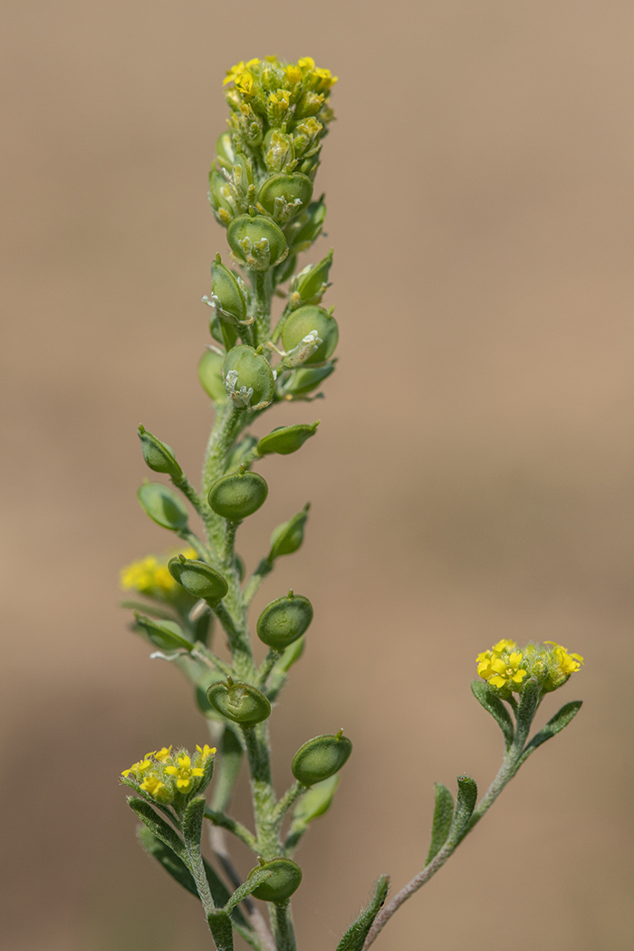 Image of Alyssum turkestanicum var. desertorum specimen.