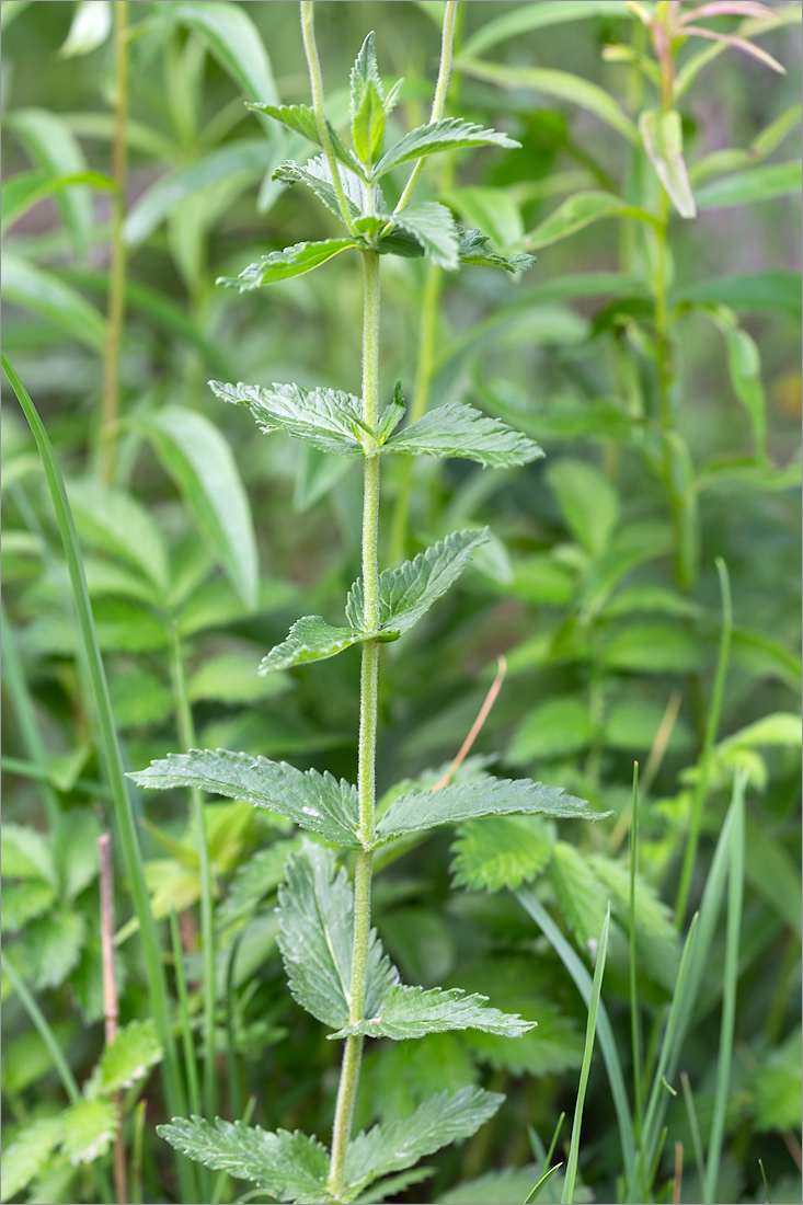 Изображение особи Veronica teucrium.