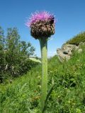 Stemmacantha carthamoides. Верхушка цветущего растения с кормящейся бронзовкой. Казахстан, Западный Алтай, горы Таловка (Собачьи Горы) у пер. Седло в окр. с. Солдатово, ≈ 1500 м н.у.м., высокотравный луг с кустарниками. 28 июня 2019 г.