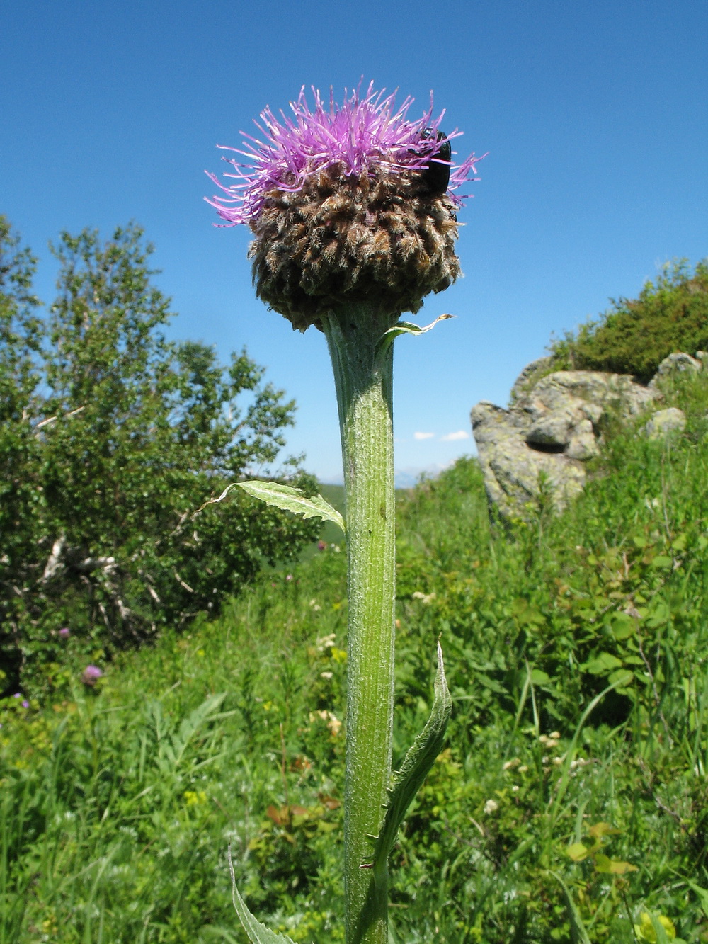 Изображение особи Stemmacantha carthamoides.