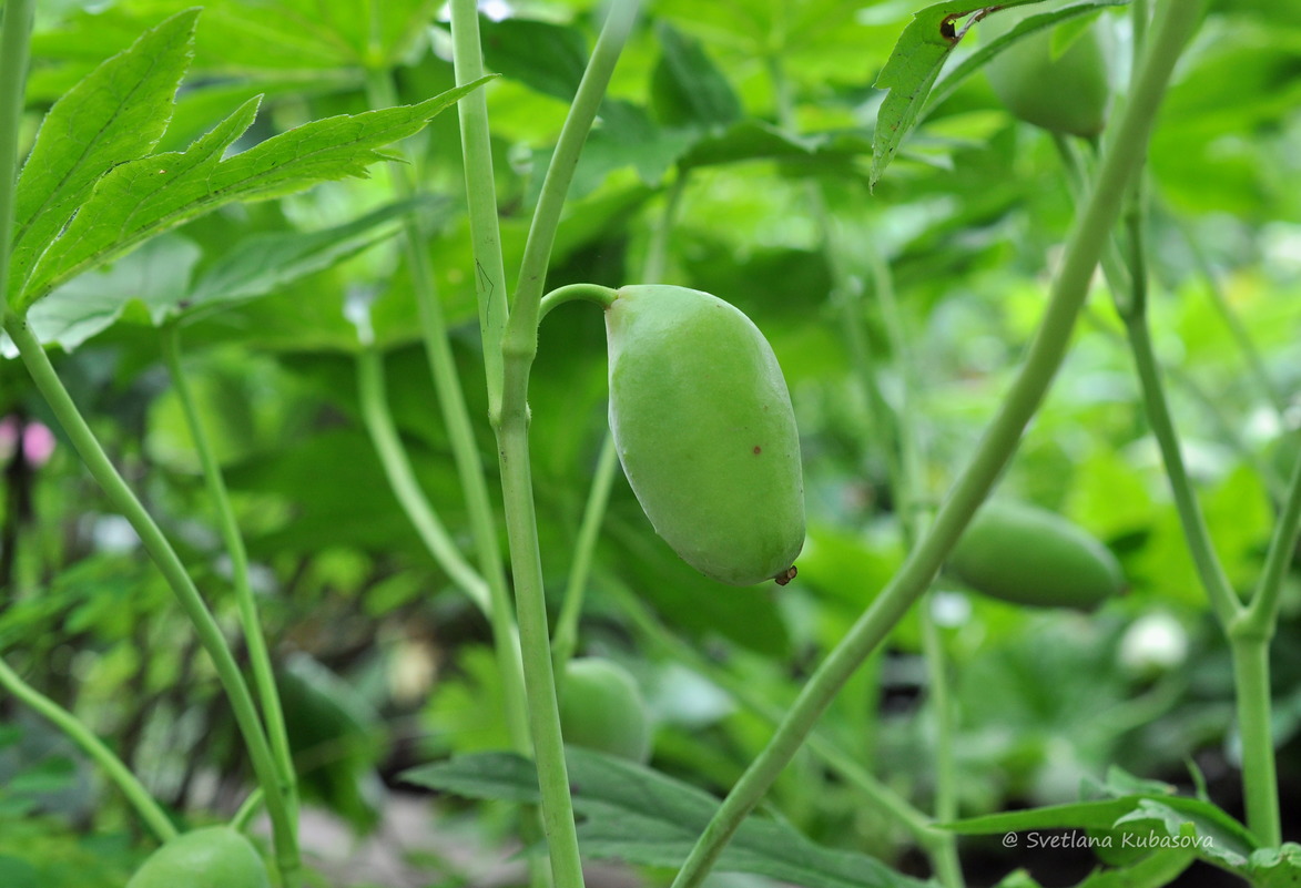 Изображение особи Sinopodophyllum hexandrum.