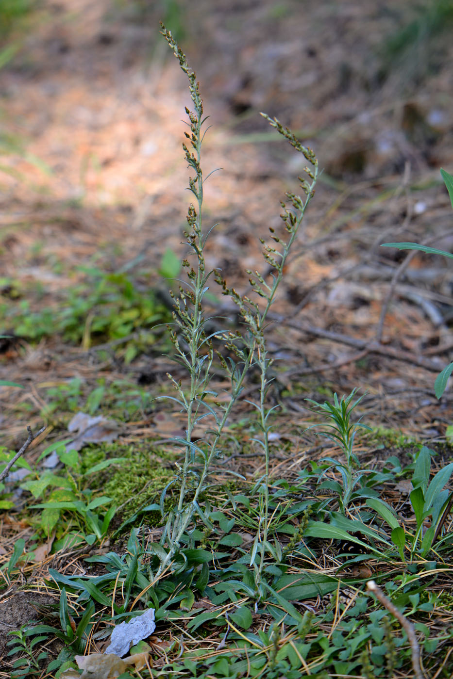 Изображение особи Omalotheca sylvatica.