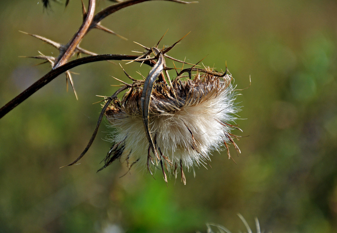 Image of Cirsium vulgare specimen.