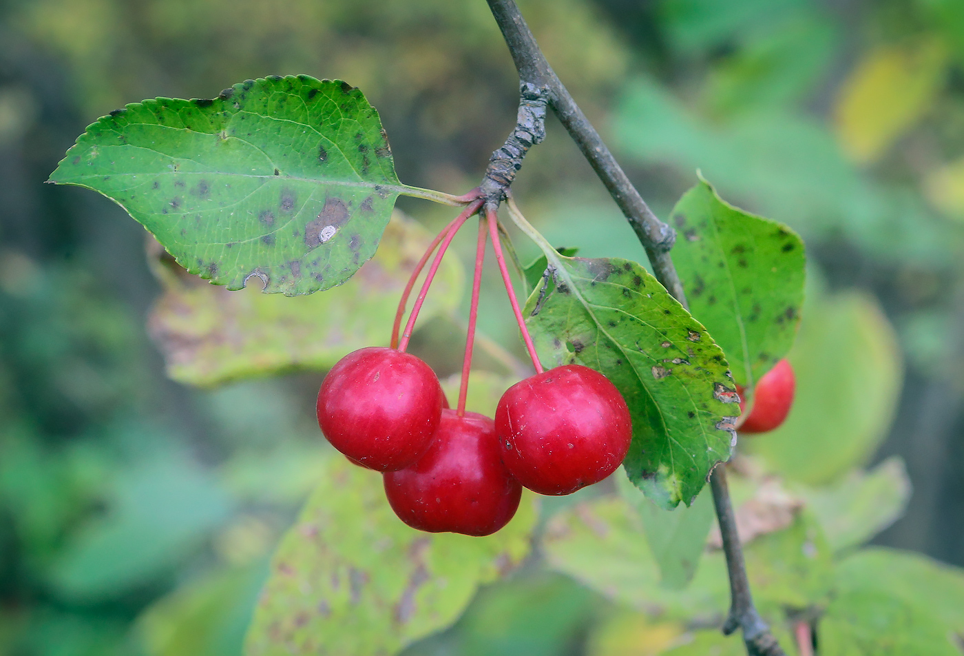 Изображение особи Malus baccata.