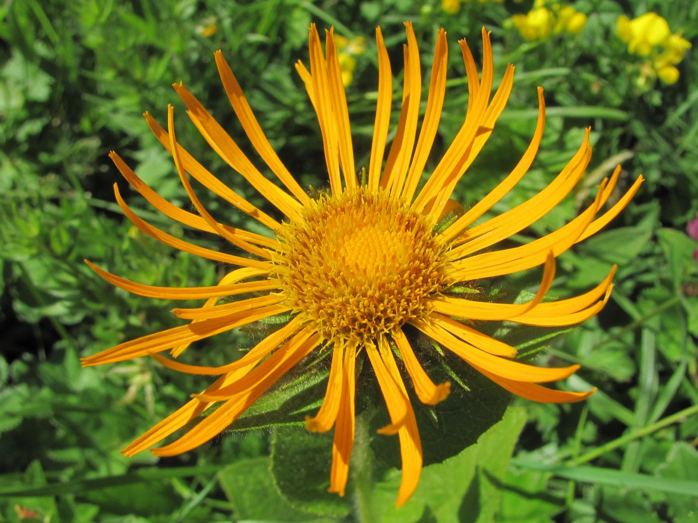 Изображение особи Inula grandiflora.