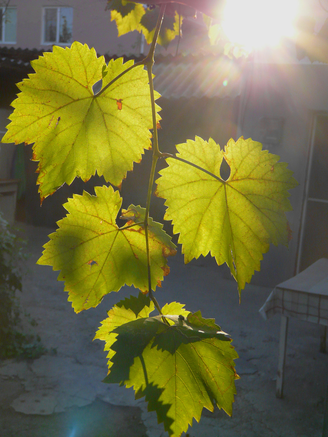 Изображение особи Vitis &times; bacoi.