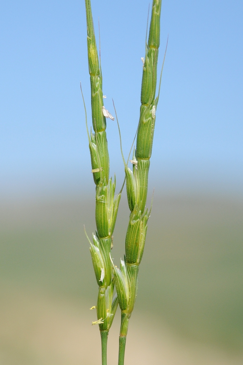 Изображение особи Aegilops cylindrica.