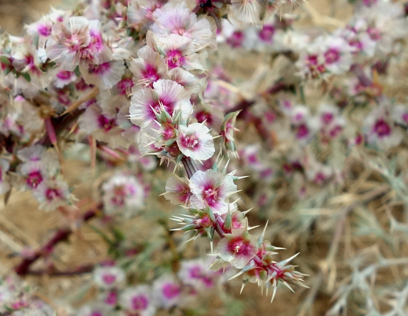 Изображение особи род Salsola.