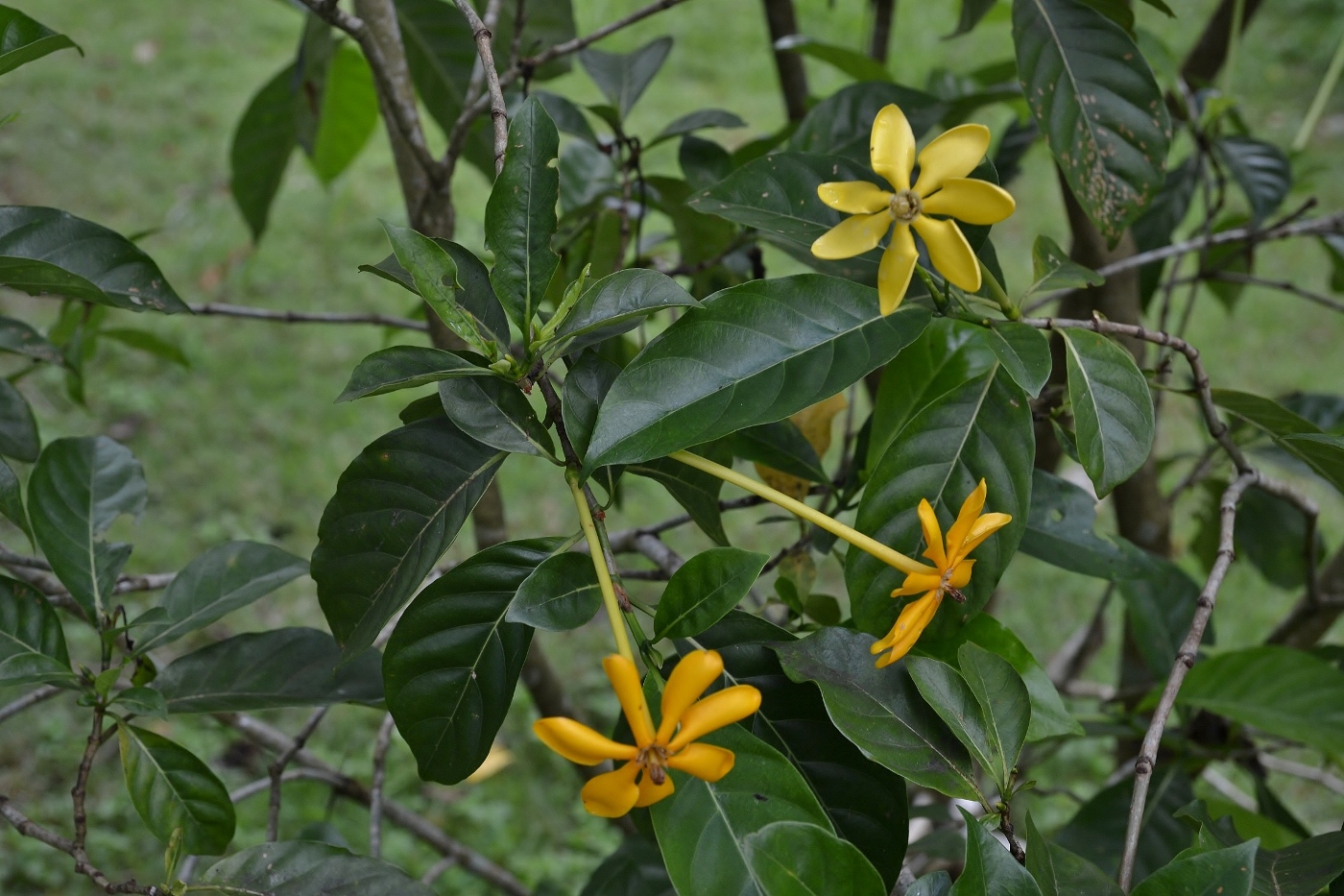 Изображение особи Gardenia carinata.