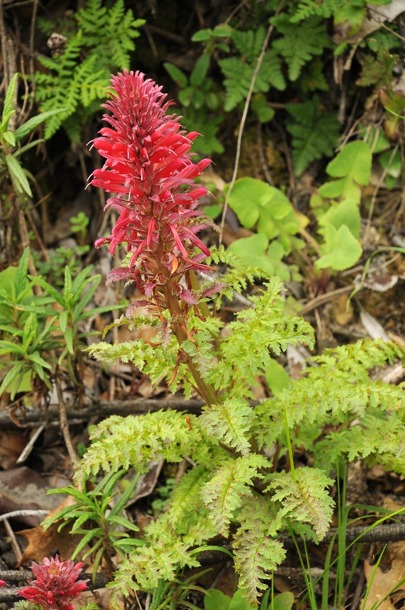 Image of Pedicularis densiflora specimen.