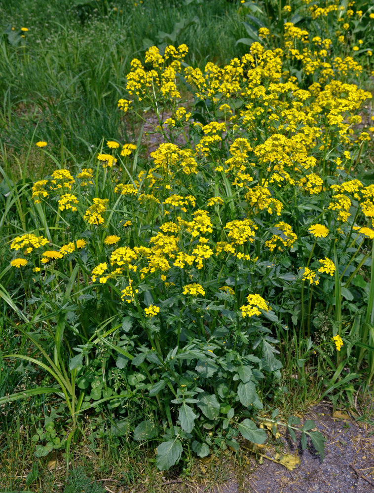 Image of Barbarea vulgaris specimen.