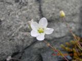Sagina nodosa