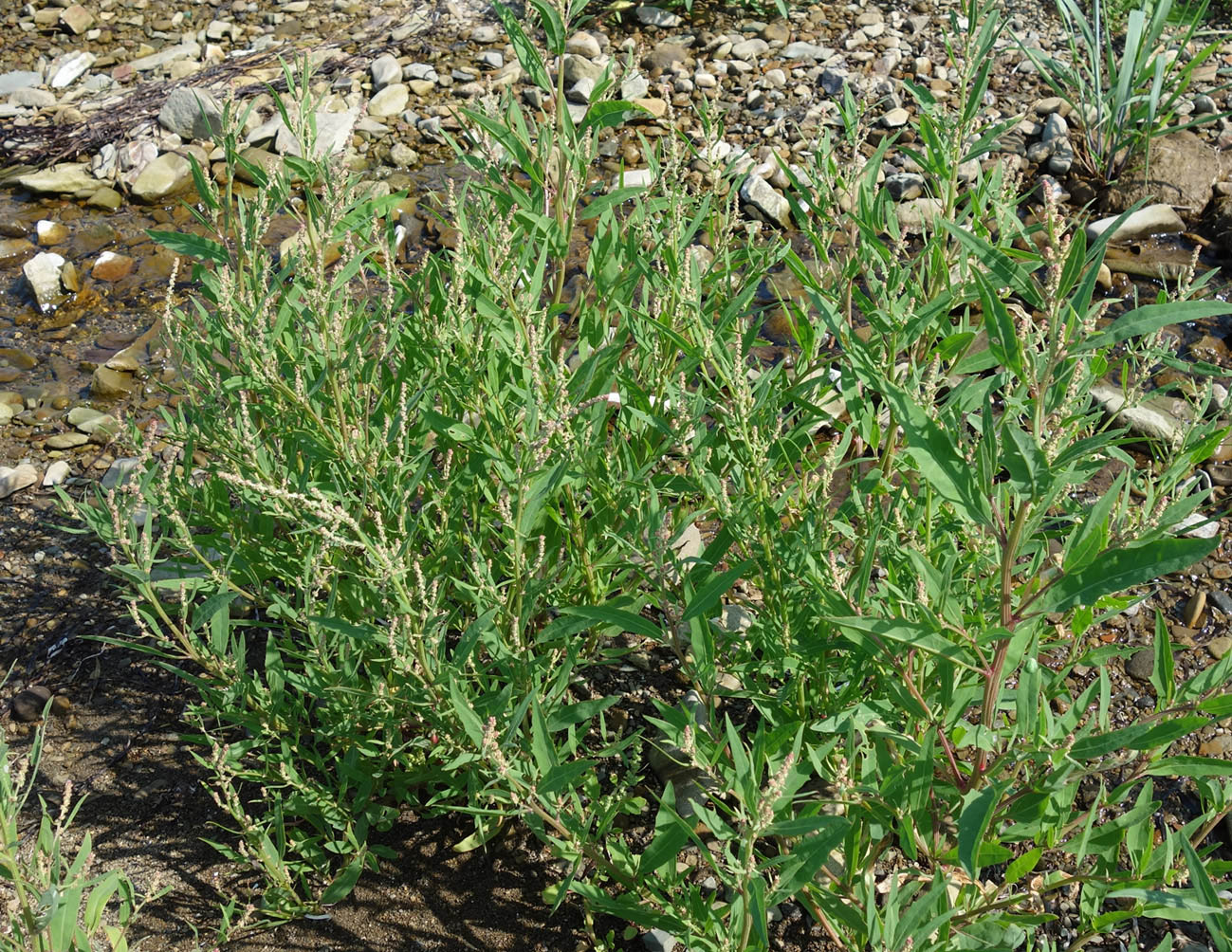 Image of Atriplex gmelinii specimen.