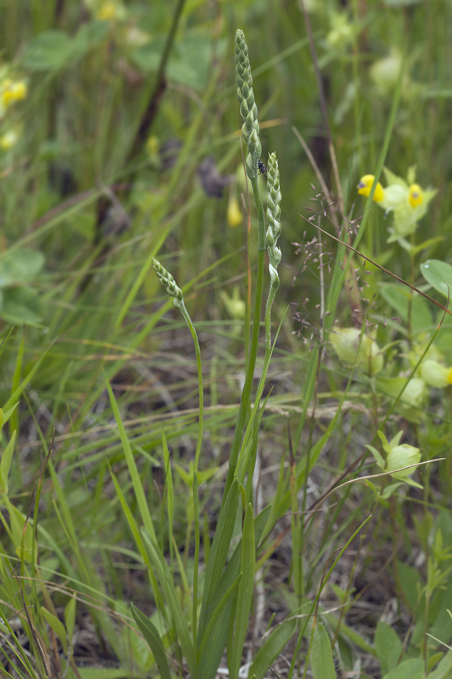 Image of Spiranthes australis specimen.