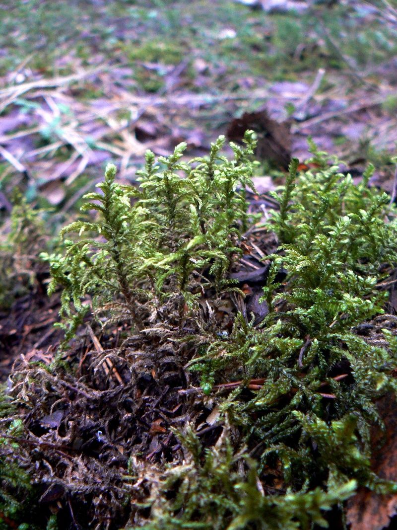 Изображение особи Pleurozium schreberi.