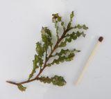 Potamogeton crispus