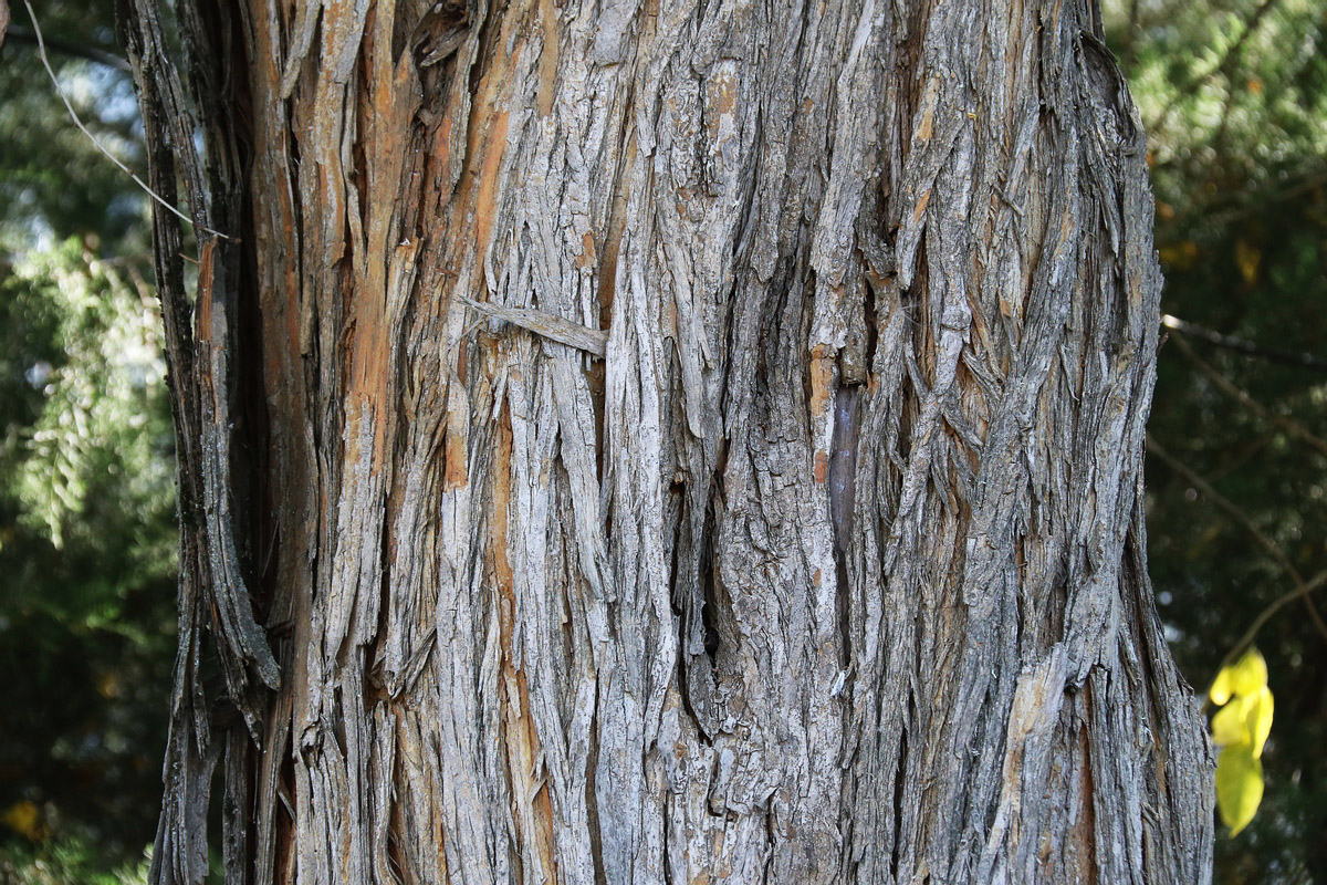 Image of Maclura pomifera specimen.