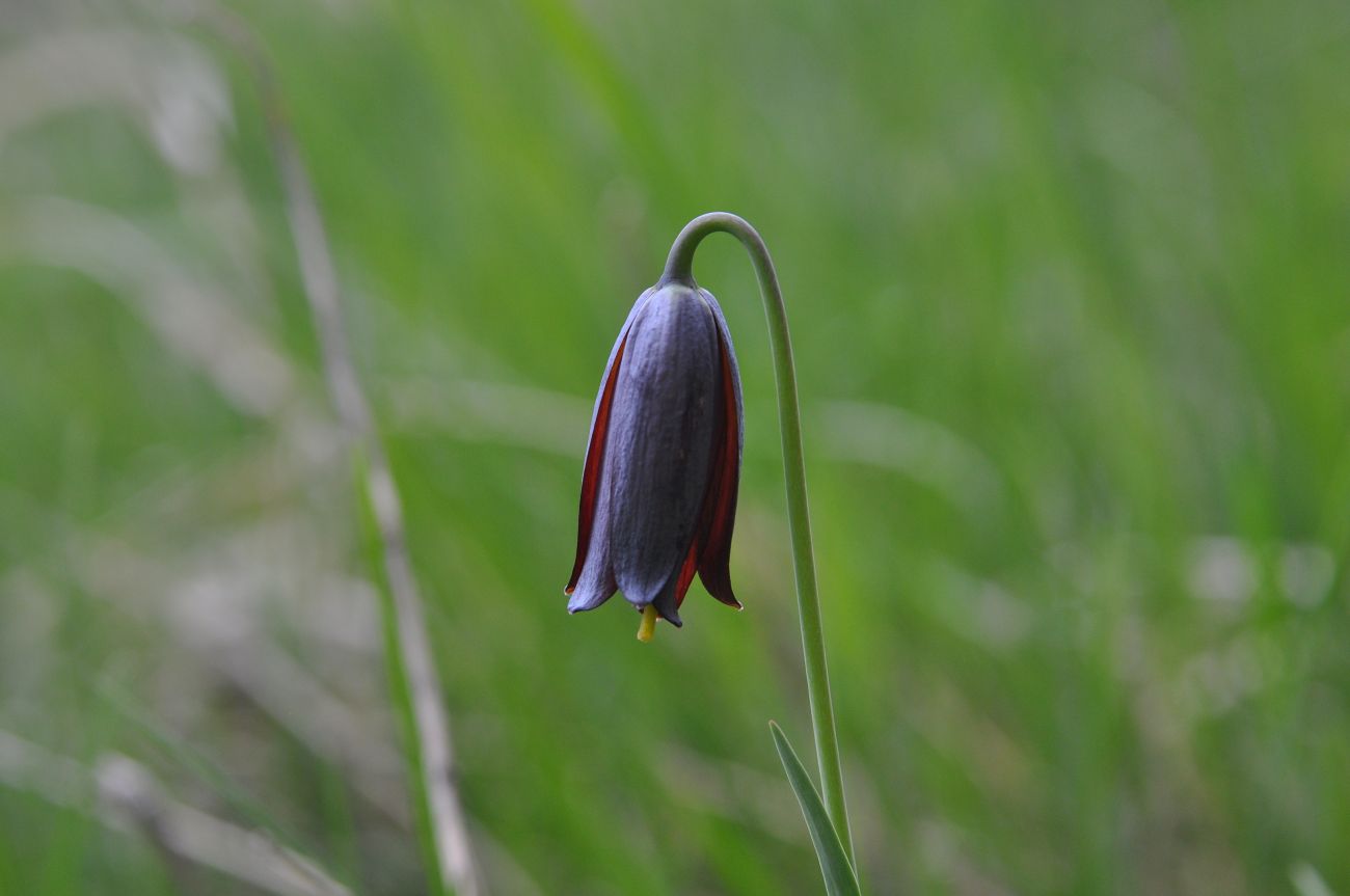 Image of Fritillaria caucasica specimen.