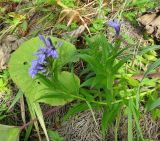 Lobelia sessilifolia