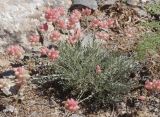 Astragalus pseudonobilis