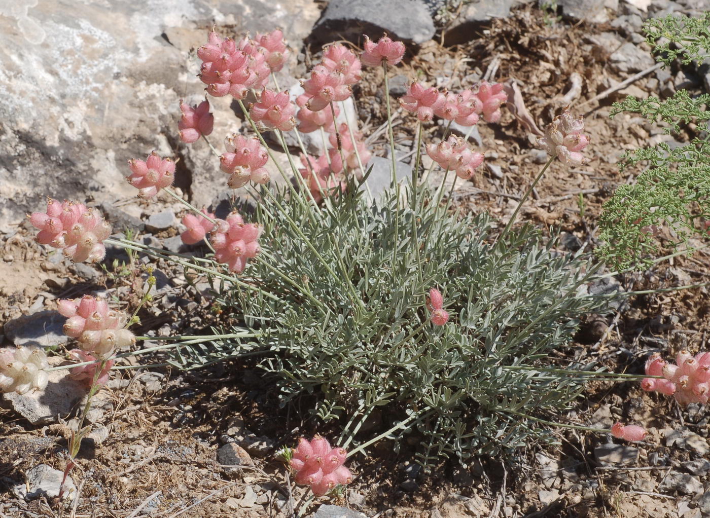 Изображение особи Astragalus pseudonobilis.