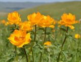 Trollius altaicus