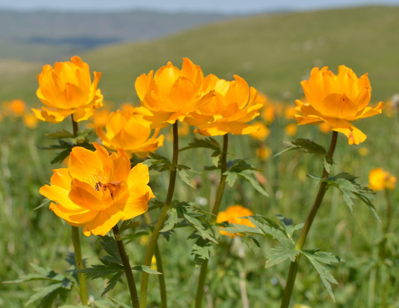 Изображение особи Trollius altaicus.