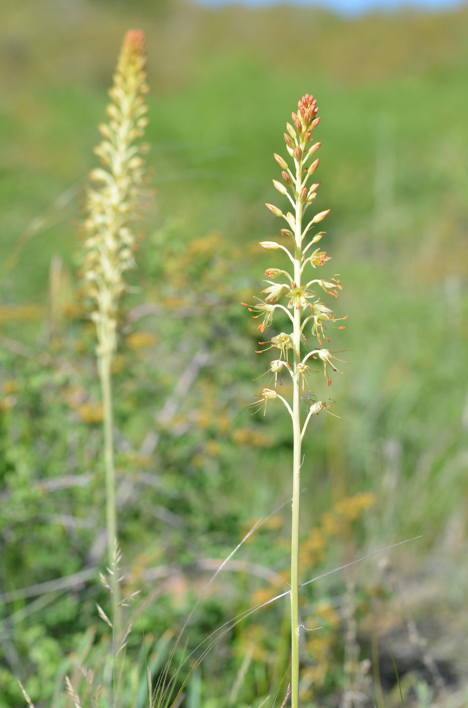 Изображение особи Eremurus altaicus.