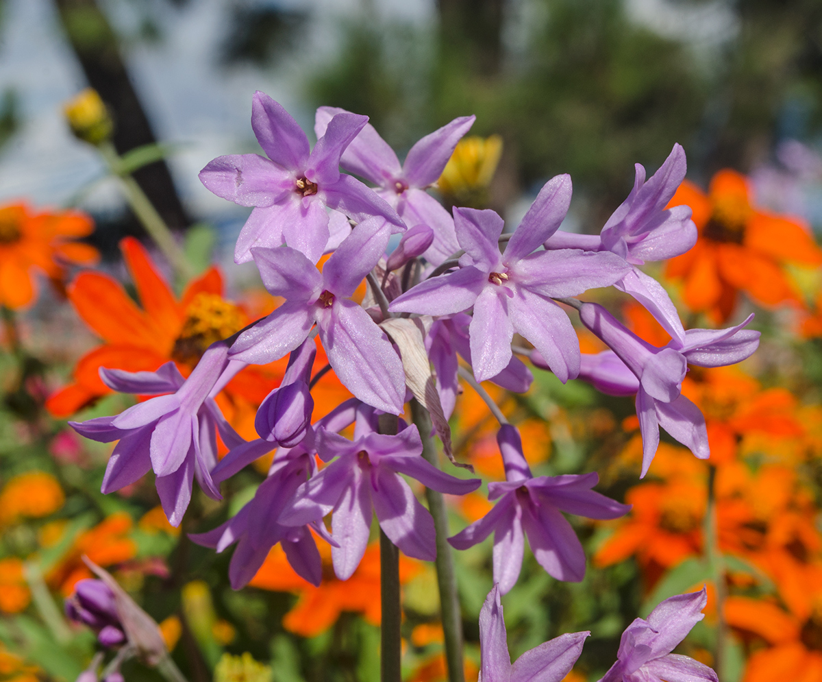 Изображение особи Tulbaghia violacea.