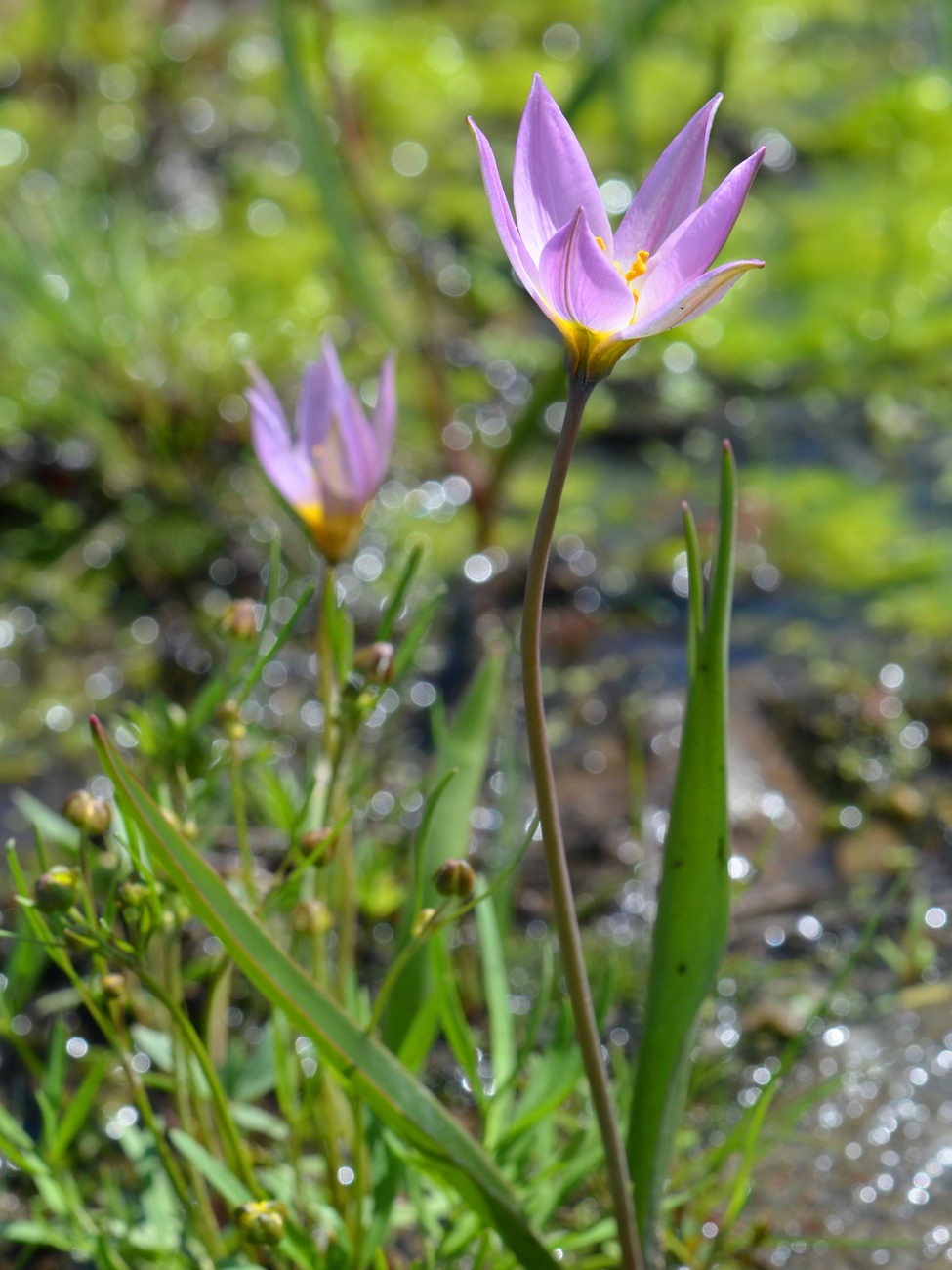 Изображение особи Tulipa patens.