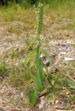 Veronica longifolia. Плодоносящее растение. Башкортостан, Бурзянский р-н, каменистый берег. 12.08.2010.