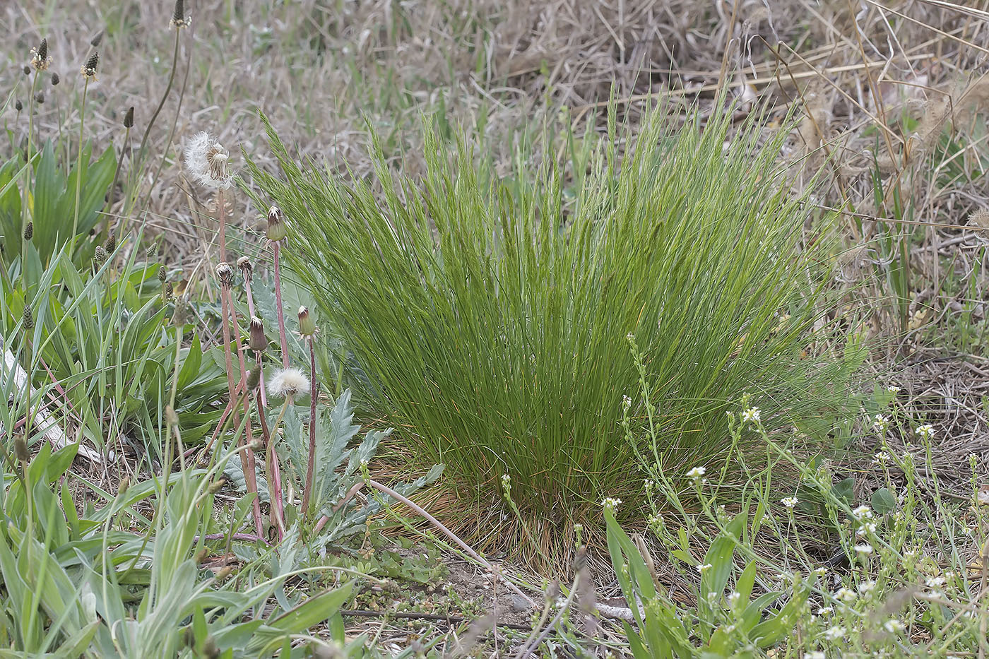 Изображение особи Festuca rupicola.