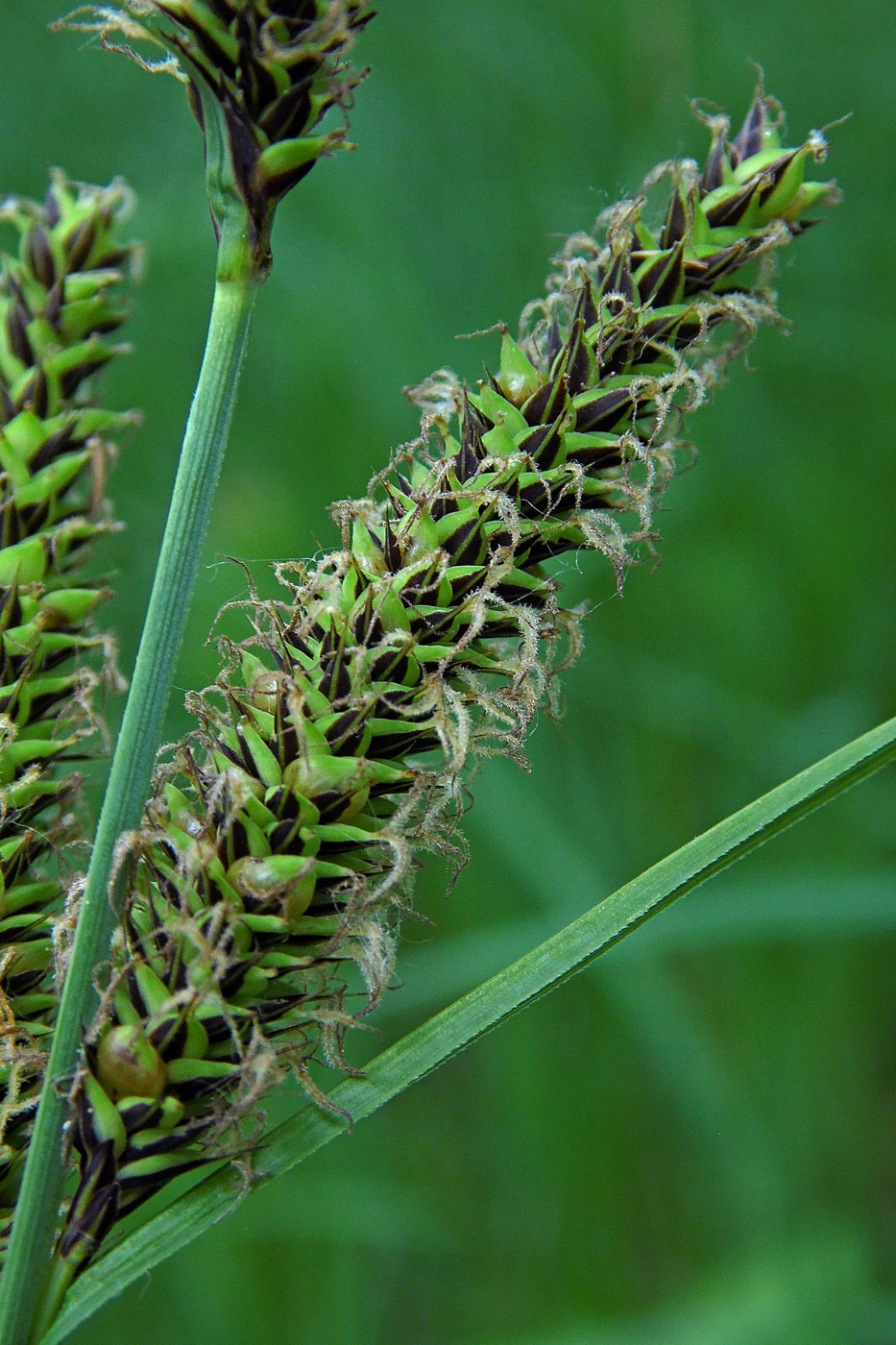 Изображение особи Carex acutiformis.