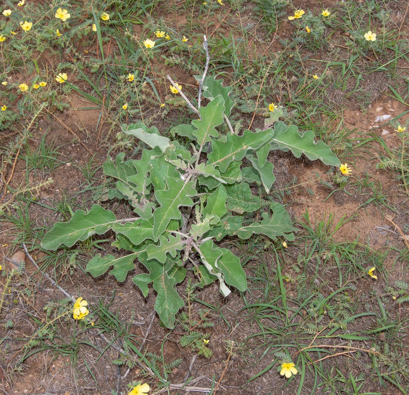 Изображение особи Solanum lichtensteinii.