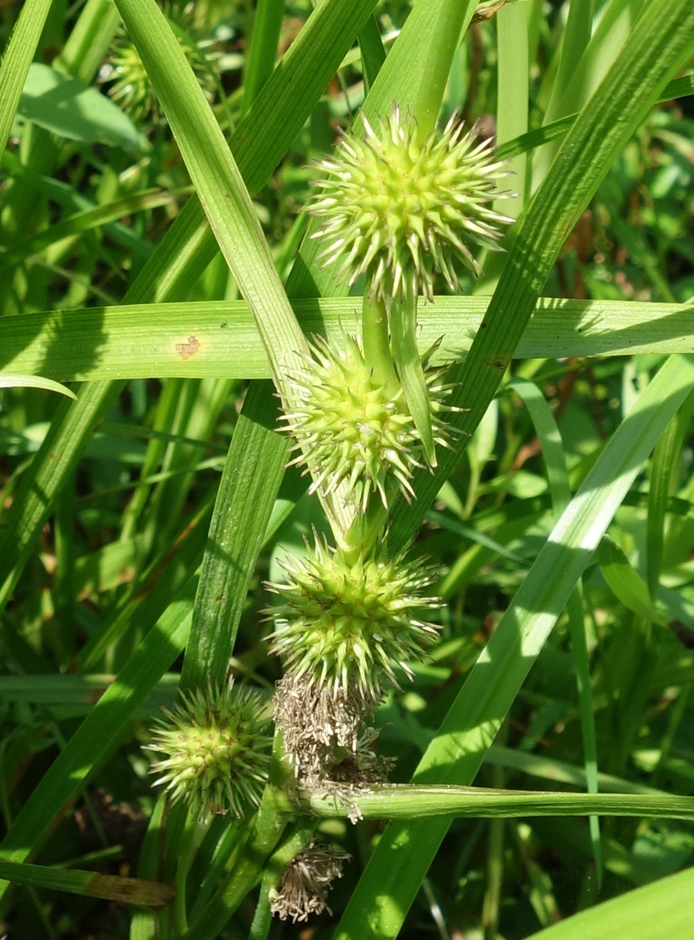 Image of Sparganium emersum specimen.