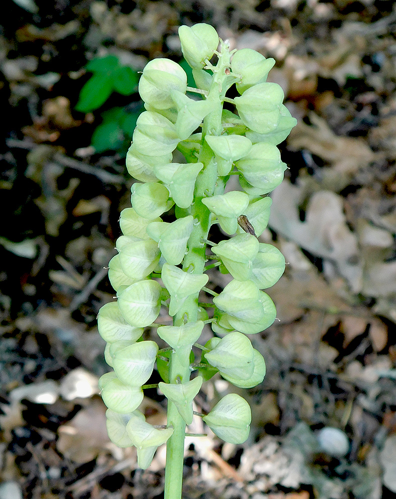 Image of Muscari armeniacum specimen.