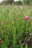 Lathyrus nissolia