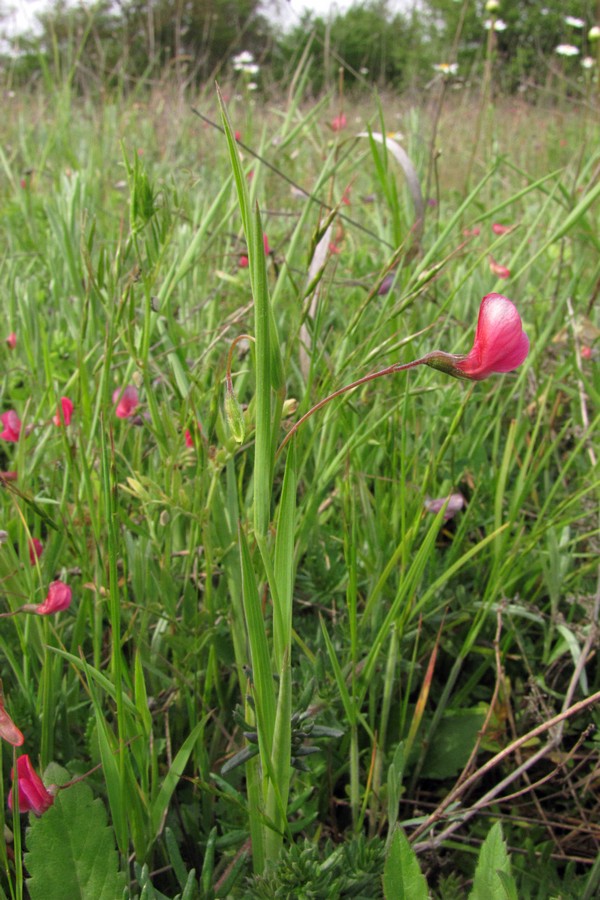 Image of Lathyrus nissolia specimen.