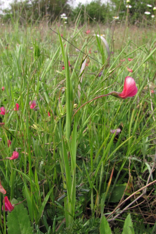 Изображение особи Lathyrus nissolia.