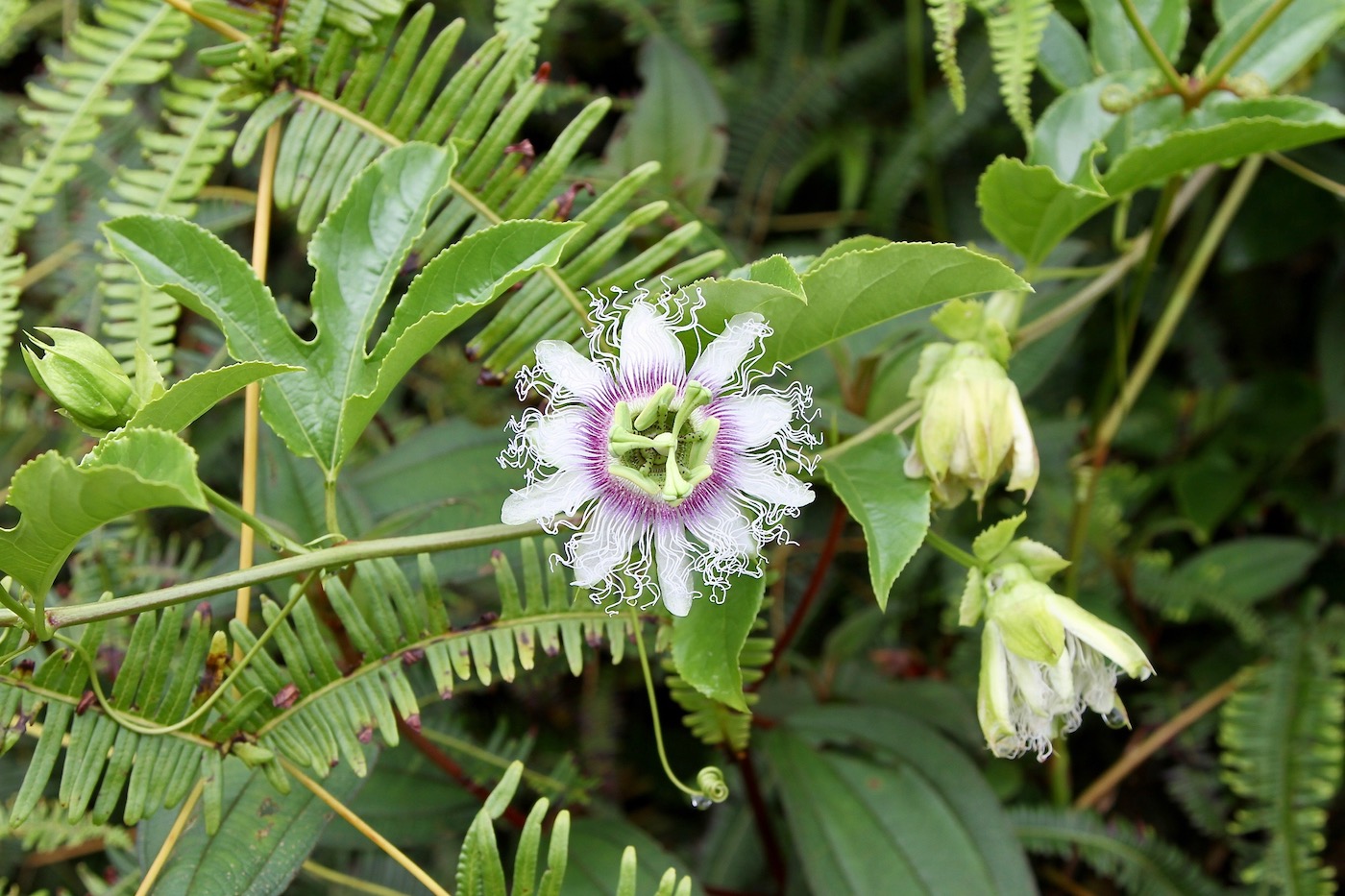 Изображение особи Passiflora edulis.