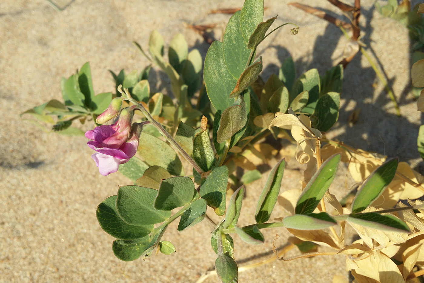 Image of Lathyrus japonicus ssp. pubescens specimen.